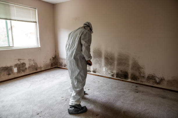 Best Specialized Mold Remediation in Candler Mcafee, GA